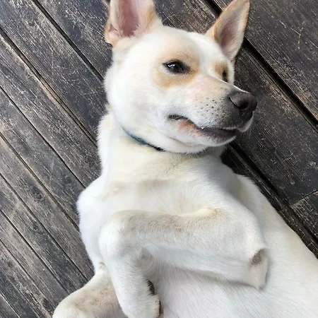 Aloe Ranch Elba Frühstückspension Cavo