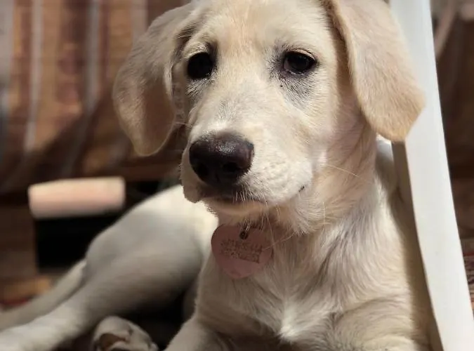 Aloe Ranch Elba 4* Cavo