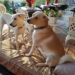 Aloe Ranch Elba B&B 카보