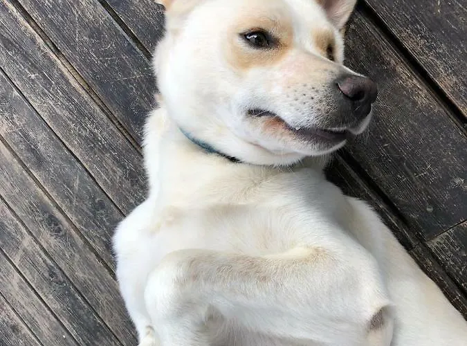 Aloe Ranch Elba فندق مبيت وإفطار كافو